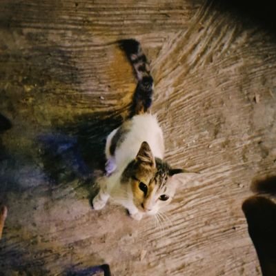 Platioelpablo's profile picture. 