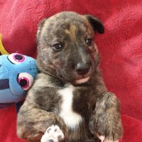 Pupwatch2024 (@pupwatch2024) 's Twitter Profile Photo Pupwatch2024 (@pupwatch2024) 's Twitter Profile Photo