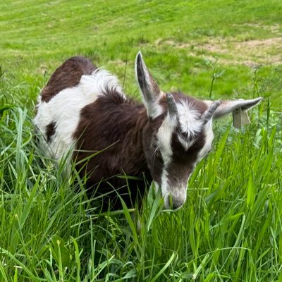 icapturpix's profile picture. 