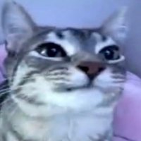 SimplyFuse (@simplyfusee) 's Twitter Profile