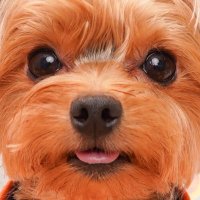 みさきんぐ (@mokuchan0808) 's Twitter Profile Photo みさきんぐ (@mokuchan0808) 's Twitter Profile Photo