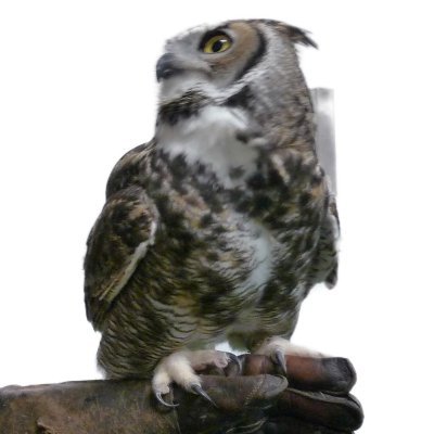 MalvolioGarters's profile picture. Riding hell's handcart in a world gone mad. Opinions mine, any hurt feelings are strictly yours.