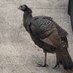 Turkey McGriny (@martinsammsa) Twitter profile photo Turkey McGriny (@martinsammsa) Twitter profile photo