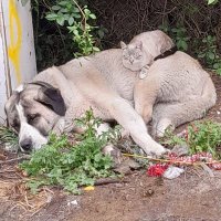 niradya ||*|| 🐈 (@niradya) 's Twitter Profile Photo