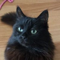 Математичка (@kotsalem_rostov) 's Twitter Profile Photo