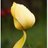 ilguamoon's profile image