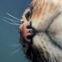 Allan Young (@allanyong) 's Twitter Profile