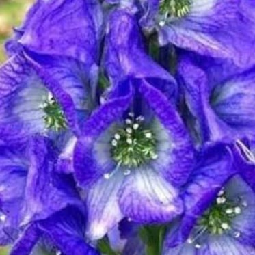 Autunitum's profile picture. 