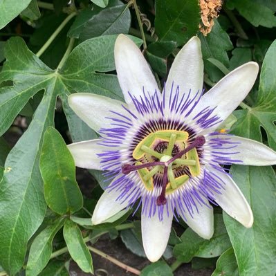 girlbotton's profile picture. 