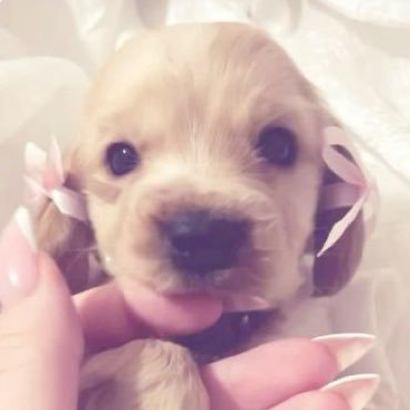 star5e_angell's profile picture. romanticising life to the fullest 🌸| 7teen | mooties??? 🎀| ugw: 110lbs | pro recov! 🧸 | ✝️