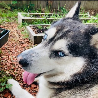 Joey37394977091's profile picture. Joeys Host……
Watching over Joey……
Licking my balls…..