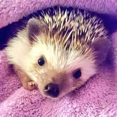 れにちゃん寄りでもみんな大好きな元京都からの千葉住みからの埼玉県の社会人ノフです。
気軽に絡んでくださいね