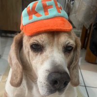 狐尾 (@foxcoco210789) 's Twitter Profile Photo