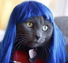 democatz's profile picture. This is my acct. for politics. I am a progressive, Democrat, liberal, etc. I don't debate my beliefs.