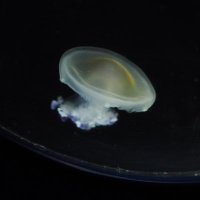 １４５くらい (@aos__145) Twitter profile photo