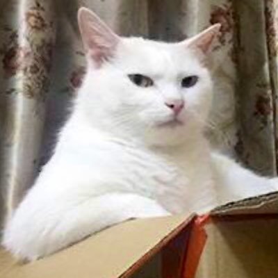 stasn21's profile picture. futuro estampador de jerseys