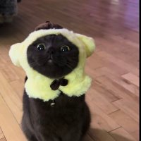 💜 ⁷ (@apobangpo2014) 's Twitter Profile