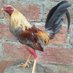 Criadero El Peligro (@criaderope88240) Twitter profile photo Criadero El Peligro (@criaderope88240) Twitter profile photo