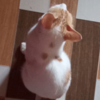 LizaYami_ot7's profile picture. BTS ⟭⟬ ⟬⟭ ARMY
OT7 💜
7 or nothing 
Since 2019~