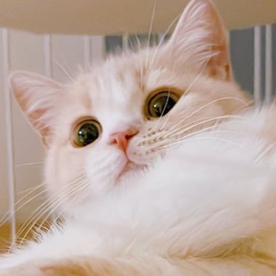 tamafu_ofu's profile picture. 珠のような富で「たまふ」です。嘘ですお麩の「たま麩」です。 tamafu🐈 Munchkin/♀/2024.4.5/
