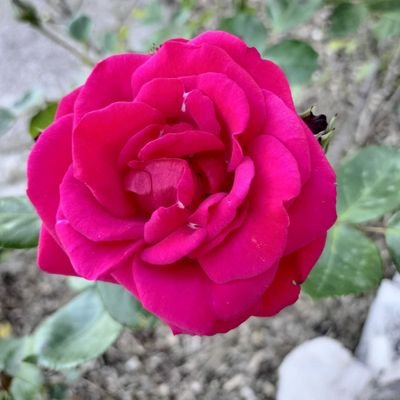 anais_montuelle's profile picture. 