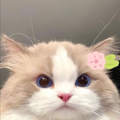 strowbewry's profile picture. 