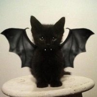 可爱 (@arenacut3) Twitter profile photo