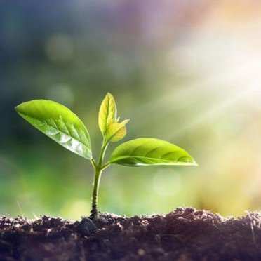 Postdoc at Nanjing University🌿 | Remote Sensing & Solar-Induced Chlorophyll Fluorescence 📡🌱 | Plant Physiology 🌾 | Football ⚽️