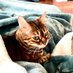 Mew๐ Laina and The Cat Lady๐ now in Bluesky (@iamfre3d0m) Twitter profile photo Mew๐ Laina and The Cat Lady๐ now in Bluesky (@iamfre3d0m) Twitter profile photo