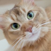 げぼく (@roy_teetee) 's Twitter Profile Photo