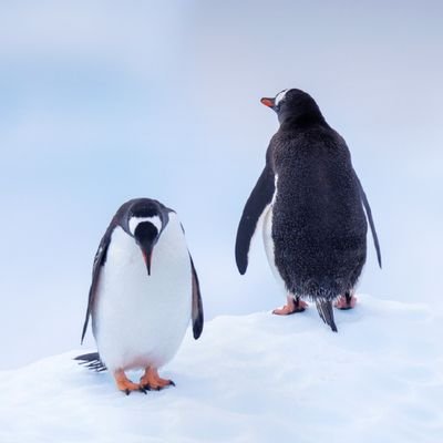 Goodwords786's profile picture. @lionOne88 🙏  Follow my second Twitter account Please 🙏