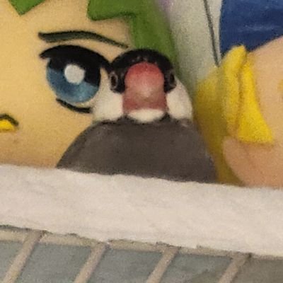 Account for my pet birds❤️ Panny is my dearly departed zebra finch, Bunny is my java finch! I have many more birds, including chickens, lovebirds, quakers, etc!