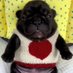 Perritos Chi2 (@perritoschi2) Twitter profile photo Perritos Chi2 (@perritoschi2) Twitter profile photo