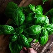 Reyhan5101's profile picture. 