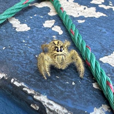 amoyliana's profile picture. Dun follow me im lost too