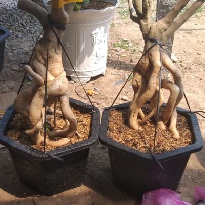 VOQUANGSANG2's profile picture. Đến rồi lại đi