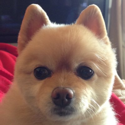 kattsu0044's profile picture. 