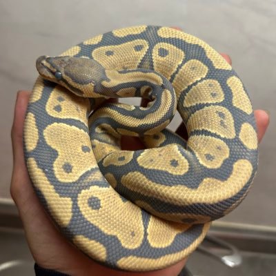 kzokrock1's profile picture. #ボールパイソン#アガベ#サバゲー　myzk