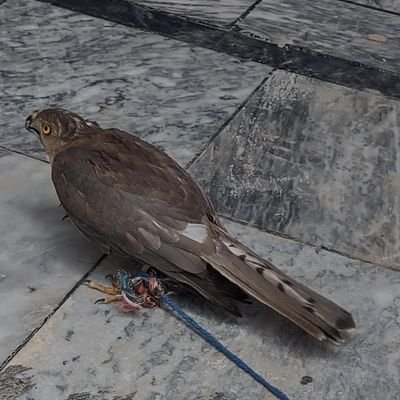 ZahidAz36172360's profile picture. 