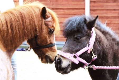 CloughFarmSanct's profile picture. Much More Than a Farm, More Than a Sanctuary!  We provide care for animals in need, some having been rescued after suffering terrible abuse or neglect.