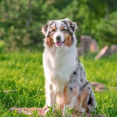 adda160641's profile picture. Welcome to @LS community. we daily share #shepherd lovers content Follow us if you are a shepherd lover