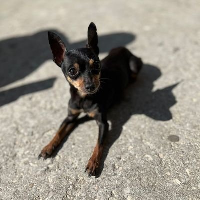 xNapoli192610's profile picture. 🇮🇹 🏆Campioni d’Italia 22/23🏆 🇮🇹💙💙💙

🏆🏆#AG4IN 24/25 🏆🏆🇮🇹💙💙💙💙

#️⃣Forz4N4poliSempre💙