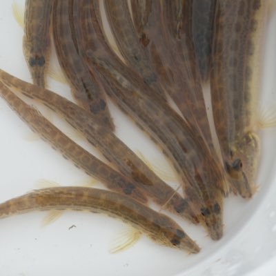 日淡、主にドジョウなど。特にサンインコガタを愛しています。たまにカブクワ。水草も勉強中。マダニに刺された人。低浮上インスタ↓