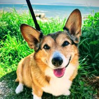 Sofi the Corgi (@nmp0814) 's Twitter Profile