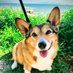 Sofi the Corgi (@nmp0814) Twitter profile photo Sofi the Corgi (@nmp0814) Twitter profile photo