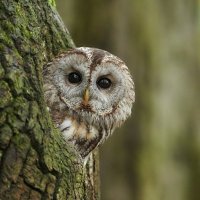 Sabrina Shevchuk (@envougetrend) 's Twitter Profile