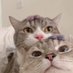 ᕦʕ •ᴥ•ʔᕤ (@_ijustsee) Twitter profile photo ᕦʕ •ᴥ•ʔᕤ (@_ijustsee) Twitter profile photo