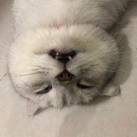 nganhoang (@nganhoa21453980) 's Twitter Profile