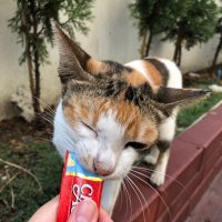 ねこきち🇹🇭 (@nyanko_bkk) Twitter profile photo