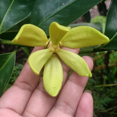 PLina17889's profile picture. 